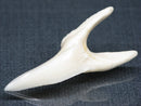 TOKO-BEADS PB017-05 Shark Tooth (Mako Shark XL) 41mm PB017-05 サメの歯（アオザメXL) 41mmPB017-05 Shark Tooth (Mako Shark XL) 41mmHandmade,Lampeork,bead,asia,india,ethnic,parts,accessory,beads| TOKO-BEADS |PB017-05 Shark Tooth (Mako Shark XL) 41mm Asian bead & African bead  Handmade,Lampeork,bead,asia,india,ethnic,parts,accessory,beads とんぼ玉,ビーズ,トンボ玉,アジア,インド,エスニック,手作り,パーツ,アクセサリー