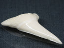 TOKO-BEADS PB017-06 Shark Tooth (Mako Shark XL) 41mm PB017-06 サメの歯（アオザメXL) 41mmPB017-06 Shark Tooth (Mako Shark XL) 41mmHandmade,Lampeork,bead,asia,india,ethnic,parts,accessory,beads| TOKO-BEADS |PB017-06 Shark Tooth (Mako Shark XL) 41mm Asian bead & African bead  Handmade,Lampeork,bead,asia,india,ethnic,parts,accessory,beads とんぼ玉,ビーズ,トンボ玉,アジア,インド,エスニック,手作り,パーツ,アクセサリー