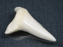 TOKO-BEADS PB017-10 Shark Tooth (Mako Shark XL) 42mm PB017-10 サメの歯（アオザメXL) 42mmPB017-10 Shark Tooth (Mako Shark XL) 42mmHandmade,Lampeork,bead,asia,india,ethnic,parts,accessory,beads| TOKO-BEADS |PB017-10 Shark Tooth (Mako Shark XL) 42mm Asian bead & African bead  Handmade,Lampeork,bead,asia,india,ethnic,parts,accessory,beads とんぼ玉,ビーズ,トンボ玉,アジア,インド,エスニック,手作り,パーツ,アクセサリー