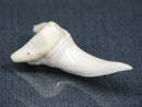 TOKO-BEADS PB017-14 Shark Tooth (Mako Shark XL) 42mm PB017-14 サメの歯（アオザメXL) 42mmPB017-14 Shark Tooth (Mako Shark XL) 42mmHandmade,Lampeork,bead,asia,india,ethnic,parts,accessory,beads| TOKO-BEADS |PB017-14 Shark Tooth (Mako Shark XL) 42mm Asian bead & African bead  Handmade,Lampeork,bead,asia,india,ethnic,parts,accessory,beads とんぼ玉,ビーズ,トンボ玉,アジア,インド,エスニック,手作り,パーツ,アクセサリー