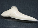 TOKO-BEADS PB017-16 Shark Tooth (Mako Shark XL) 42mm PB017-16 サメの歯（アオザメXL) 42mmPB017-16 Shark Tooth (Mako Shark XL) 42mmHandmade,Lampeork,bead,asia,india,ethnic,parts,accessory,beads| TOKO-BEADS |PB017-16 Shark Tooth (Mako Shark XL) 42mm Asian bead & African bead  Handmade,Lampeork,bead,asia,india,ethnic,parts,accessory,beads とんぼ玉,ビーズ,トンボ玉,アジア,インド,エスニック,手作り,パーツ,アクセサリー