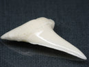 TOKO-BEADS PB017-17 Shark Tooth (Mako Shark XL) 42mm PB017-17 サメの歯（アオザメXL) 42mmPB017-17 Shark Tooth (Mako Shark XL) 42mmHandmade,Lampeork,bead,asia,india,ethnic,parts,accessory,beads| TOKO-BEADS |PB017-17 Shark Tooth (Mako Shark XL) 42mm Asian bead & African bead  Handmade,Lampeork,bead,asia,india,ethnic,parts,accessory,beads とんぼ玉,ビーズ,トンボ玉,アジア,インド,エスニック,手作り,パーツ,アクセサリー