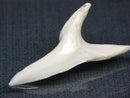 PB017-21 サメの歯（アオザメXL) 42mm