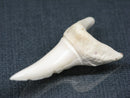 PB017-21 サメの歯（アオザメXL) 42mm