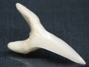 TOKO-BEADS PB017-22 Shark Tooth (Mako Shark XL) 42mm PB017-22 サメの歯（アオザメXL) 42mmPB017-22 Shark Tooth (Mako Shark XL) 42mmHandmade,Lampeork,bead,asia,india,ethnic,parts,accessory,beads| TOKO-BEADS |PB017-22 Shark Tooth (Mako Shark XL) 42mm Asian bead & African bead  Handmade,Lampeork,bead,asia,india,ethnic,parts,accessory,beads とんぼ玉,ビーズ,トンボ玉,アジア,インド,エスニック,手作り,パーツ,アクセサリー