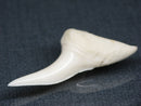 TOKO-BEADS PB017-25 Shark Tooth (Mako Shark XL) 42mm PB017-25 サメの歯（アオザメXL) 42mmPB017-25 Shark Tooth (Mako Shark XL) 42mmHandmade,Lampeork,bead,asia,india,ethnic,parts,accessory,beads| TOKO-BEADS |PB017-25 Shark Tooth (Mako Shark XL) 42mm Asian bead & African bead  Handmade,Lampeork,bead,asia,india,ethnic,parts,accessory,beads とんぼ玉,ビーズ,トンボ玉,アジア,インド,エスニック,手作り,パーツ,アクセサリー