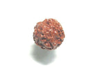 TOKO-BEADS PW005-05 Rudraksha bead 9.5mm PW005-05 菩提樹ビーズ 9.5mm Asian bead & African bead  Handmade,Lampeork,bead,asia,india,ethnic,parts,accessory,beads とんぼ玉,ビーズ,トンボ玉,アジア,インド,エスニック,手作り,パーツ,アクセサリー