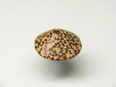 TOKO-BEADS PW306-27S Wooden bead 14~15mm PW306-27S ウッドビーズ 14~15mm Asian bead & African bead  Handmade,Lampeork,bead,asia,india,ethnic,parts,accessory,beads とんぼ玉,ビーズ,トンボ玉,アジア,インド,エスニック,手作り,パーツ,アクセサリー