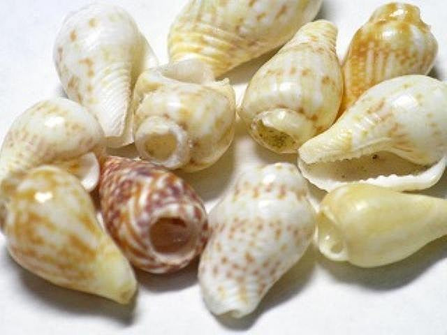 TOKO-BEADS AB177-05 Shell bead (2g) 8mm AB177-05 シェルビーズ2gセット 8mm Asian bead & African bead  Handmade,Lampeork,bead,asia,india,ethnic,parts,accessory,beads とんぼ玉,ビーズ,トンボ玉,アジア,インド,エスニック,手作り,パーツ,アクセサリー