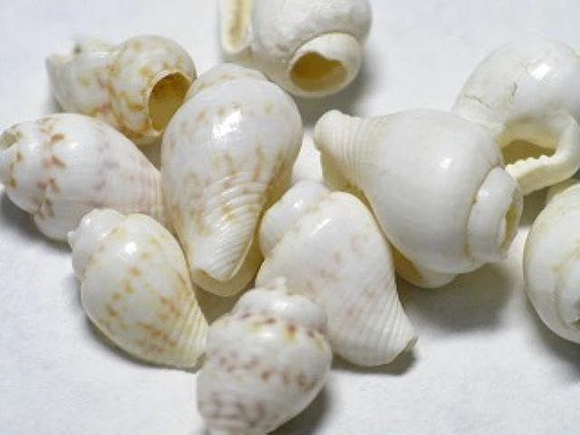 TOKO-BEADS AB177-06 Shell bead (2g) 8mm AB177-06 シェルビーズ(穴なし2gセット) 8mm Asian bead & African bead  Handmade,Lampeork,bead,asia,india,ethnic,parts,accessory,beads とんぼ玉,ビーズ,トンボ玉,アジア,インド,エスニック,手作り,パーツ,アクセサリー