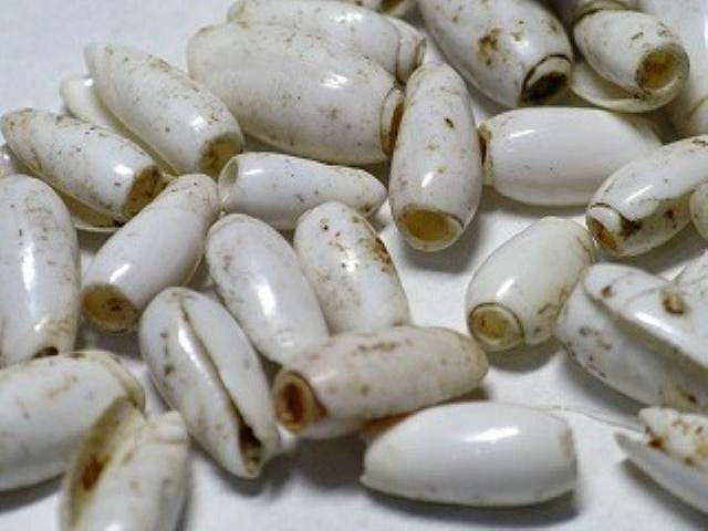 TOKO-BEADS AB177-07 Shell bead (No Hole 2g) 3.2~5mm AB177-07 シェルビーズ2gセット 3.2~5mm Asian bead & African bead  Handmade,Lampeork,bead,asia,india,ethnic,parts,accessory,beads とんぼ玉,ビーズ,トンボ玉,アジア,インド,エスニック,手作り,パーツ,アクセサリー