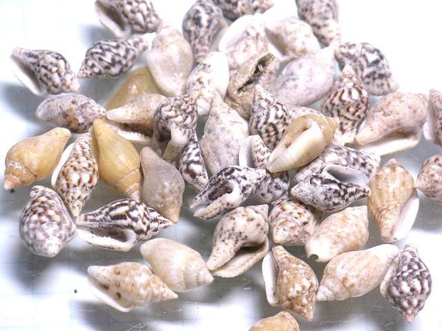 TOKO-BEADS AB177-09 Shell bead (No Hole) (10g) 7mm AB177-09 シェルビーズ（穴なし10gセット） 7mm Asian bead & African bead  Handmade,Lampeork,bead,asia,india,ethnic,parts,accessory,beads とんぼ玉,ビーズ,トンボ玉,アジア,インド,エスニック,手作り,パーツ,アクセサリー