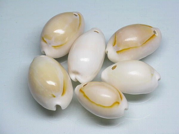 TOKO-BEADS |AB182-20 タカラ貝ビーズ 18~24mm