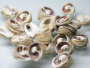 TOKO-BEADS AB191-03 Shell bead (10g) 8~11mm AB191-03 タカラ貝（スライス小10g）スライス 8~11mm Asian bead & African bead  Handmade,Lampeork,bead,asia,india,ethnic,parts,accessory,beads とんぼ玉,ビーズ,トンボ玉,アジア,インド,エスニック,手作り,パーツ,アクセサリー