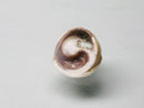 TOKO-BEADS AB191-03 Shell bead (10g) 8~11mm AB191-03 タカラ貝（スライス小10g）スライス 8~11mm Asian bead & African bead  Handmade,Lampeork,bead,asia,india,ethnic,parts,accessory,beads とんぼ玉,ビーズ,トンボ玉,アジア,インド,エスニック,手作り,パーツ,アクセサリー