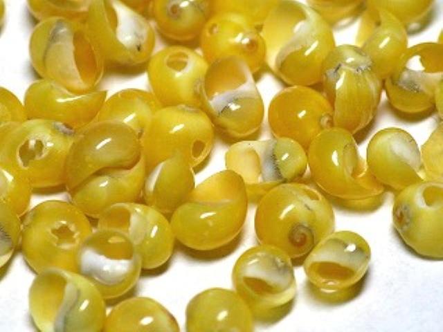 TOKO-BEADS AB191-07 Shell bead (2g) 3~5mm AB191-07 シェルビーズ2g（約50個） 3~5mm Asian bead & African bead  Handmade,Lampeork,bead,asia,india,ethnic,parts,accessory,beads とんぼ玉,ビーズ,トンボ玉,アジア,インド,エスニック,手作り,パーツ,アクセサリー