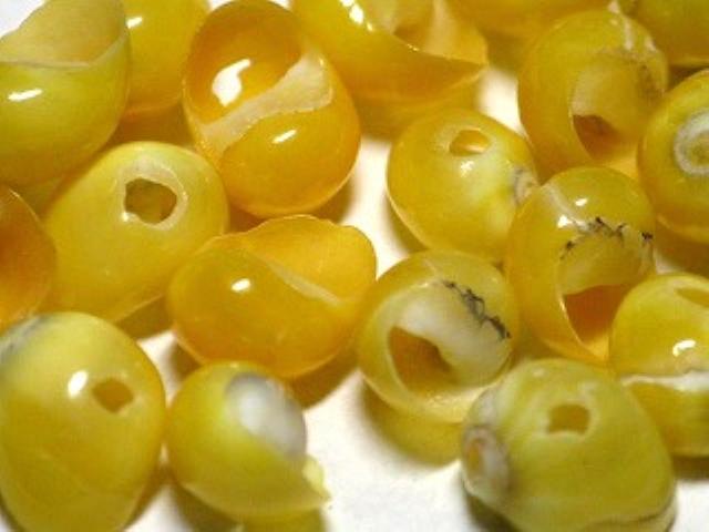 TOKO-BEADS AB191-08 Shell bead (2g) 5~7mm AB191-08 シェルビーズ2g（約24個） 5~7mm Asian bead & African bead  Handmade,Lampeork,bead,asia,india,ethnic,parts,accessory,beads とんぼ玉,ビーズ,トンボ玉,アジア,インド,エスニック,手作り,パーツ,アクセサリー
