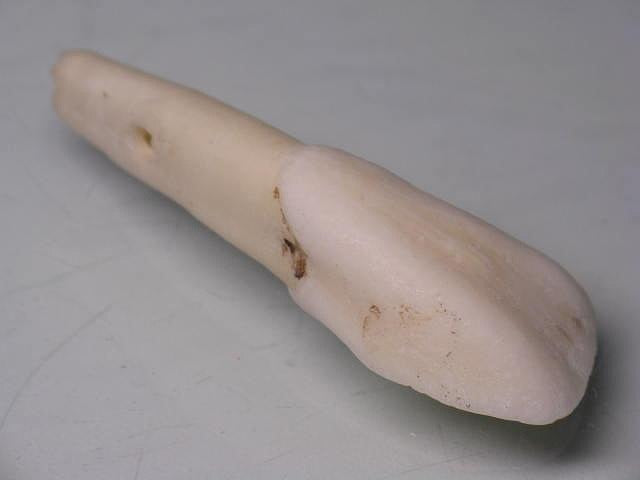 TOKO-BEADS AB201-54 Buff Tooth 41mm AB201-54 水牛の歯 41mm Asian bead & African bead  Handmade,Lampeork,bead,asia,india,ethnic,parts,accessory,beads とんぼ玉,ビーズ,トンボ玉,アジア,インド,エスニック,手作り,パーツ,アクセサリー