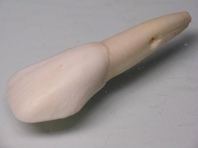TOKO-BEADS AB201-63 Buff Tooth 42mm AB201-63 水牛の歯 42mm Asian bead & African bead  Handmade,Lampeork,bead,asia,india,ethnic,parts,accessory,beads とんぼ玉,ビーズ,トンボ玉,アジア,インド,エスニック,手作り,パーツ,アクセサリー