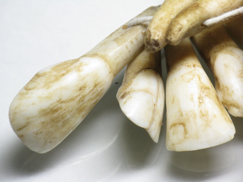 TOKO-BEADS AB201-01N Buff Tooth (strand)  35~40mm AB201-01N 水牛の歯（連）  35~40mm Asian bead & African bead  Handmade,Lampeork,bead,asia,india,ethnic,parts,accessory,beads とんぼ玉,ビーズ,トンボ玉,アジア,インド,エスニック,手作り,パーツ,アクセサリー
