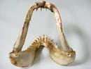 TOKO-BEADS AB301-01 Shark Jaw (Mako Shark) 320mm AB301-01 サメの顎（マコシャーク） 320mm Asian bead & African bead  Handmade,Lampeork,bead,asia,india,ethnic,parts,accessory,beads とんぼ玉,ビーズ,トンボ玉,アジア,インド,エスニック,手作り,パーツ,アクセサリー