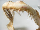 TOKO-BEADS AB301-01 Shark Jaw (Mako Shark) 320mm AB301-01 サメの顎（マコシャーク） 320mm Asian bead & African bead  Handmade,Lampeork,bead,asia,india,ethnic,parts,accessory,beads とんぼ玉,ビーズ,トンボ玉,アジア,インド,エスニック,手作り,パーツ,アクセサリー