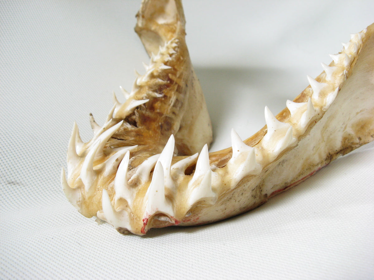 TOKO-BEADS |AB301-01 Shark Jaw (Mako Shark) 320mm