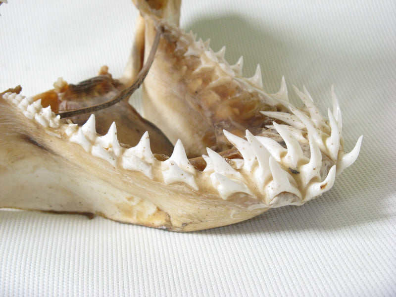 | TOKO-BEADS |AB301-02 サメの頭骨（マコシャーク） 240mmとんぼ玉,ビーズ,トンボ玉,アジア,インド,エスニック,手作り,パーツ,アクセサリー