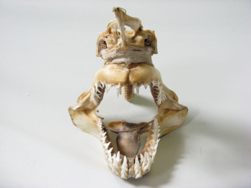 | TOKO-BEADS |AB301-02 サメの頭骨（マコシャーク） 240mmとんぼ玉,ビーズ,トンボ玉,アジア,インド,エスニック,手作り,パーツ,アクセサリー