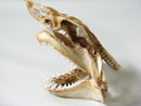 TOKO-BEADS AB301-02 Shark Head (Mako Shark) 240mm AB301-02 サメの頭骨（マコシャーク） 240mm Asian bead & African bead  Handmade,Lampeork,bead,asia,india,ethnic,parts,accessory,beads とんぼ玉,ビーズ,トンボ玉,アジア,インド,エスニック,手作り,パーツ,アクセサリー