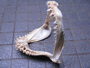 TOKO-BEADS AB301-10 Shark Jaw (Mako Shark) 320mm AB301-10 サメの顎（マコシャーク） 320mm Asian bead & African bead  Handmade,Lampeork,bead,asia,india,ethnic,parts,accessory,beads とんぼ玉,ビーズ,トンボ玉,アジア,インド,エスニック,手作り,パーツ,アクセサリー