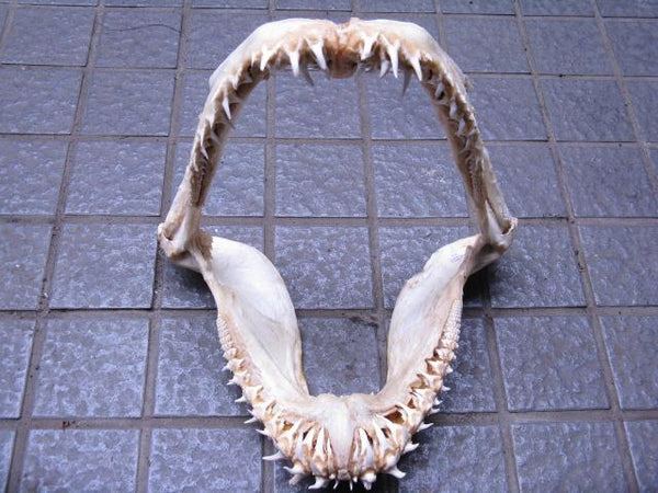 大型アオザメの顎骨 横幅約28cm】サメ 鮫 歯 牙 顎 骨格 標本