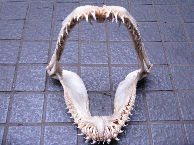 | TOKO-BEADS |AB301-10 サメの顎（マコシャーク） 320mmとんぼ玉,ビーズ,トンボ玉,アジア,インド,エスニック,手作り,パーツ,アクセサリー