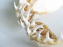 TOKO-BEADS AB301-15 Shark Jaw (Mako Shark) 320mm AB301-15 サメの顎（マコシャーク） 320mm Asian bead & African bead  Handmade,Lampeork,bead,asia,india,ethnic,parts,accessory,beads とんぼ玉,ビーズ,トンボ玉,アジア,インド,エスニック,手作り,パーツ,アクセサリー