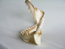 TOKO-BEADS AB301-15 Shark Jaw (Mako Shark) 320mm AB301-15 サメの顎（マコシャーク） 320mm Asian bead & African bead  Handmade,Lampeork,bead,asia,india,ethnic,parts,accessory,beads とんぼ玉,ビーズ,トンボ玉,アジア,インド,エスニック,手作り,パーツ,アクセサリー