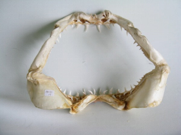 TOKO-BEADS AB301-15 Shark Jaw (Mako Shark) 320mm AB301-15 サメの顎（マコシャーク） 320mm Asian bead & African bead  Handmade,Lampeork,bead,asia,india,ethnic,parts,accessory,beads とんぼ玉,ビーズ,トンボ玉,アジア,インド,エスニック,手作り,パーツ,アクセサリー