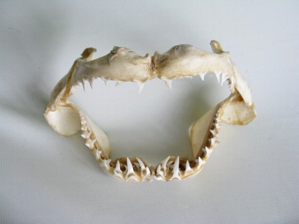 TOKO-BEADS AB301-15 Shark Jaw (Mako Shark) 320mm AB301-15 サメの顎（マコシャーク） 320mm Asian bead & African bead  Handmade,Lampeork,bead,asia,india,ethnic,parts,accessory,beads とんぼ玉,ビーズ,トンボ玉,アジア,インド,エスニック,手作り,パーツ,アクセサリー