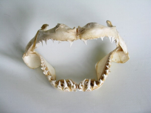 AB301-15 サメの顎（マコシャーク） 320mm