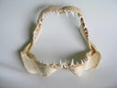TOKO-BEADS AB301-15 Shark Jaw (Mako Shark) 320mm AB301-15 サメの顎（マコシャーク） 320mm Asian bead & African bead  Handmade,Lampeork,bead,asia,india,ethnic,parts,accessory,beads とんぼ玉,ビーズ,トンボ玉,アジア,インド,エスニック,手作り,パーツ,アクセサリー