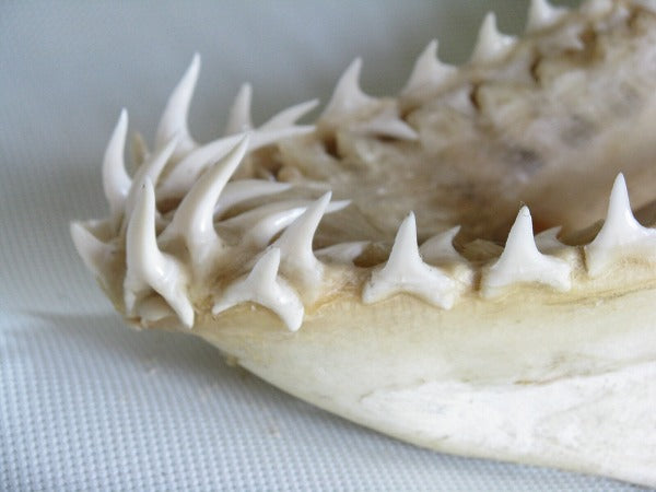TOKO-BEADS AB301-21 Shark Head (Mako Shark) 250mm AB301-21 サメの頭骨（マコシャーク） 250mm Asian bead & African bead  Handmade,Lampeork,bead,asia,india,ethnic,parts,accessory,beads とんぼ玉,ビーズ,トンボ玉,アジア,インド,エスニック,手作り,パーツ,アクセサリー