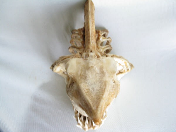 AB301-21サメの頭骨（マコシャーク）とんぼ玉,ビーズ,トンボ玉,アジア,インド,エスニック,手作り,パーツ,アクセサリー|トコ・ビーズ｜サメ(鮫)のアゴ(顎)アオザメ、スピナーシャーク (5622916350104)
