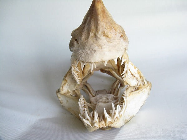 AB301-21サメの頭骨（マコシャーク）とんぼ玉,ビーズ,トンボ玉,アジア,インド,エスニック,手作り,パーツ,アクセサリー|トコ・ビーズ｜サメ(鮫)のアゴ(顎)アオザメ、スピナーシャーク (5622916350104)