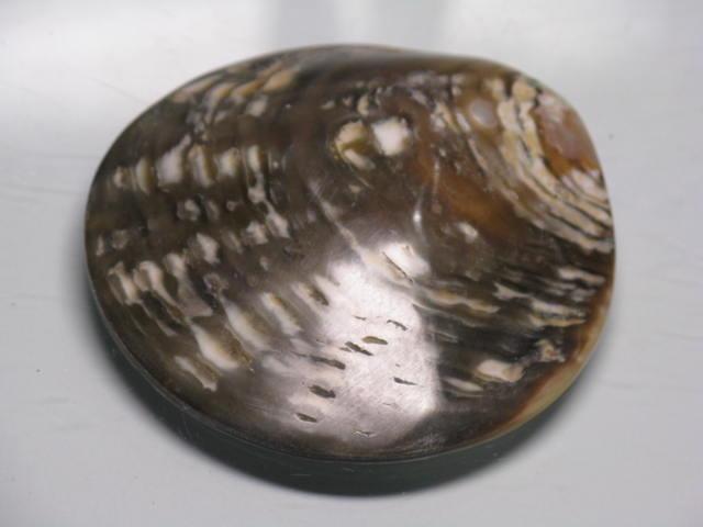 TOKO-BEADS AB313-07  Large Size Shell Charm 60mm AB313-07 大型シェルチャーム 60mm Asian bead & African bead  Handmade,Lampeork,bead,asia,india,ethnic,parts,accessory,beads とんぼ玉,ビーズ,トンボ玉,アジア,インド,エスニック,手作り,パーツ,アクセサリー
