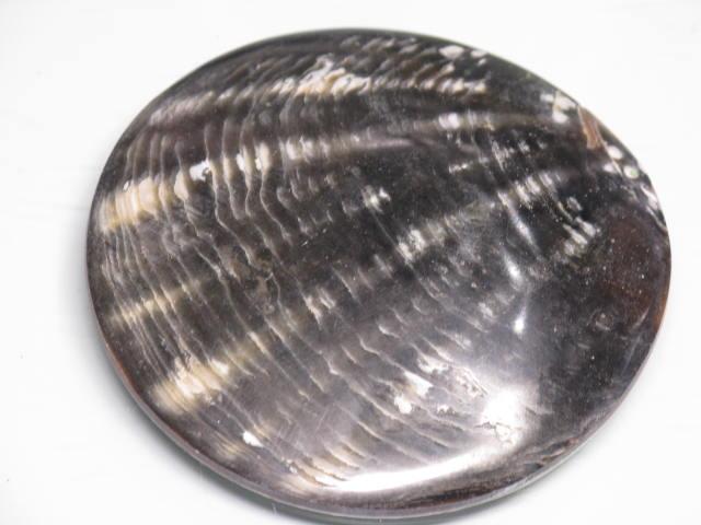 TOKO-BEADS AB313-11  Large Size Shell Charm 60mm AB313-11 大型シェルチャーム 60mm Asian bead & African bead  Handmade,Lampeork,bead,asia,india,ethnic,parts,accessory,beads とんぼ玉,ビーズ,トンボ玉,アジア,インド,エスニック,手作り,パーツ,アクセサリー