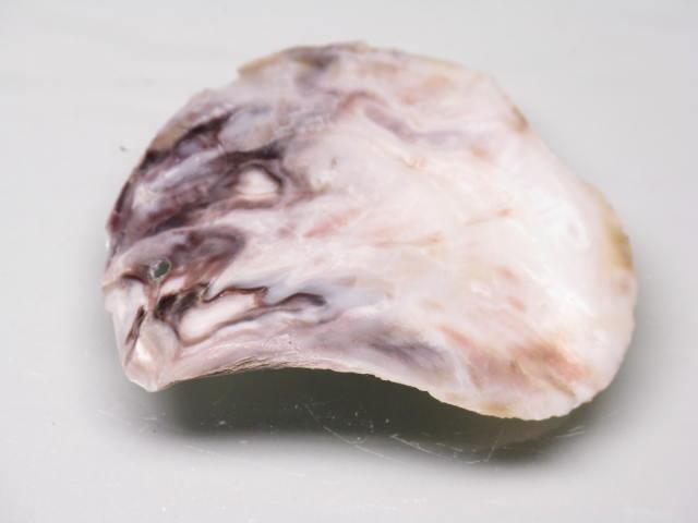 TOKO-BEADS AB322-07 Shell Charm 40mm AB322-07 シェルチャーム 40mm Asian bead & African bead  Handmade,Lampeork,bead,asia,india,ethnic,parts,accessory,beads とんぼ玉,ビーズ,トンボ玉,アジア,インド,エスニック,手作り,パーツ,アクセサリー