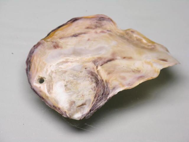 TOKO-BEADS AB322-13 Shell Charm 43mm AB322-13 シェルチャーム 43mm Asian bead & African bead  Handmade,Lampeork,bead,asia,india,ethnic,parts,accessory,beads とんぼ玉,ビーズ,トンボ玉,アジア,インド,エスニック,手作り,パーツ,アクセサリー