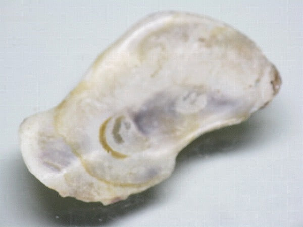 TOKO-BEADS AB322-14 Shell Charm 44mm AB322-14 シェルチャーム 44mm Asian bead & African bead  Handmade,Lampeork,bead,asia,india,ethnic,parts,accessory,beads とんぼ玉,ビーズ,トンボ玉,アジア,インド,エスニック,手作り,パーツ,アクセサリー