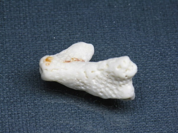 TOKO-BEADS AB326-16 Beach Coral 30mm AB326-16 ビーチサンゴ 30mm Asian bead & African bead  Handmade,Lampeork,bead,asia,india,ethnic,parts,accessory,beads とんぼ玉,ビーズ,トンボ玉,アジア,インド,エスニック,手作り,パーツ,アクセサリー