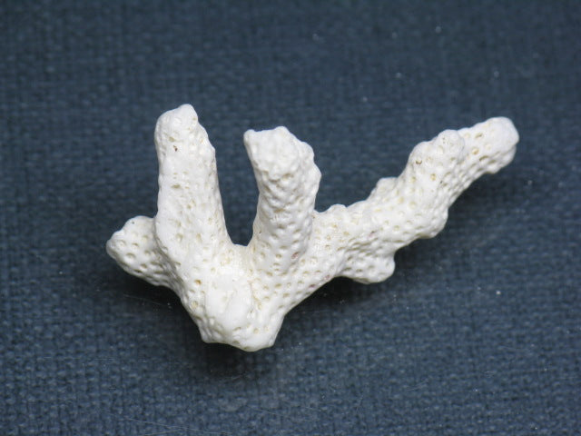 TOKO-BEADS AB326-18 Beach Coral 38mm AB326-18 ビーチサンゴ 38mm Asian bead & African bead  Handmade,Lampeork,bead,asia,india,ethnic,parts,accessory,beads とんぼ玉,ビーズ,トンボ玉,アジア,インド,エスニック,手作り,パーツ,アクセサリー