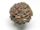 TOKO-BEADS AW200-08 Antique Rudraksha bead 18mm AW200-08 アンティーク菩提樹ビーズ 18mm Asian bead & African bead  Handmade,Lampeork,bead,asia,india,ethnic,parts,accessory,beads とんぼ玉,ビーズ,トンボ玉,アジア,インド,エスニック,手作り,パーツ,アクセサリー